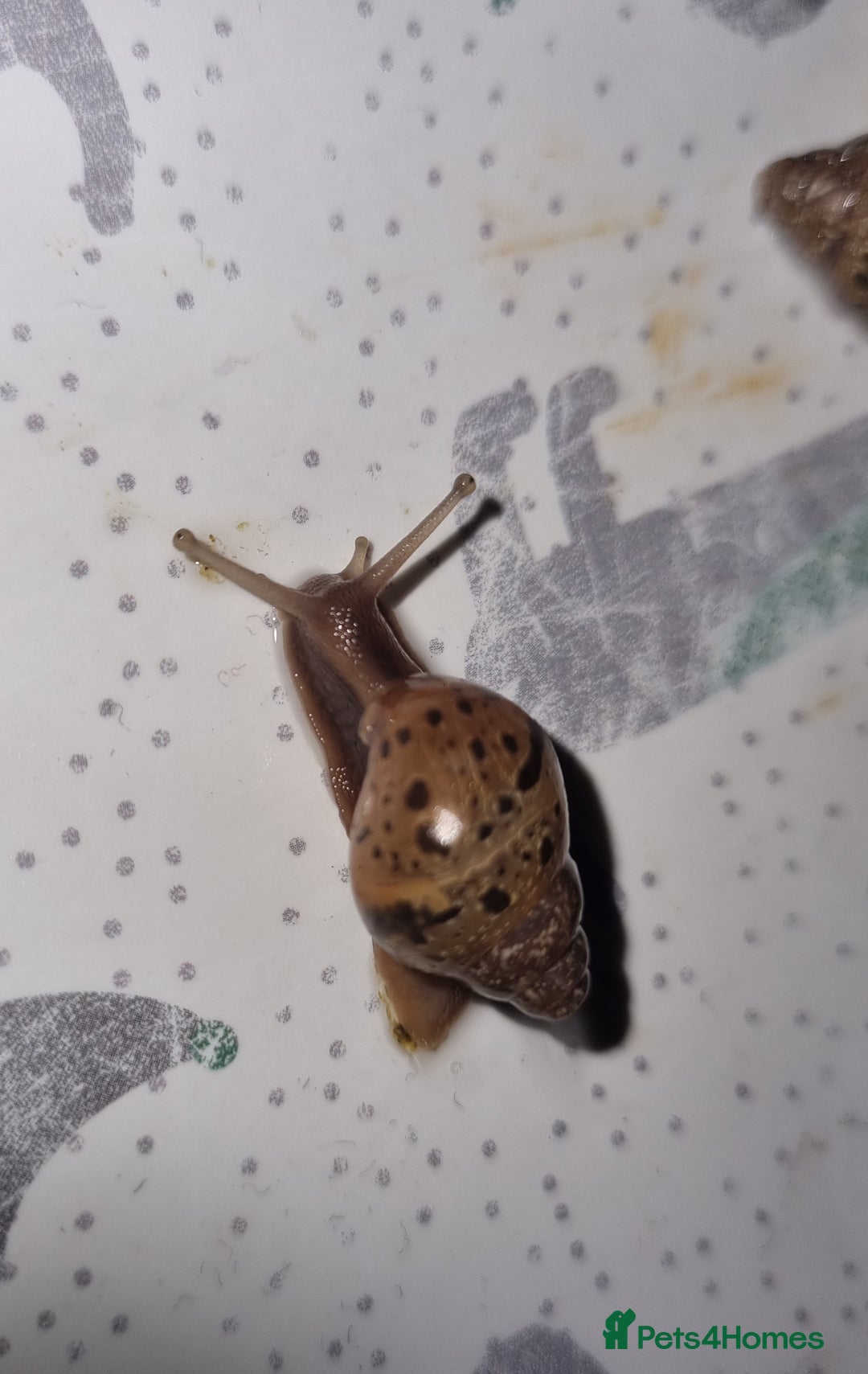 Snails invertebrates for sale: Giant African Land Snail Babies For Sale - Advert 1