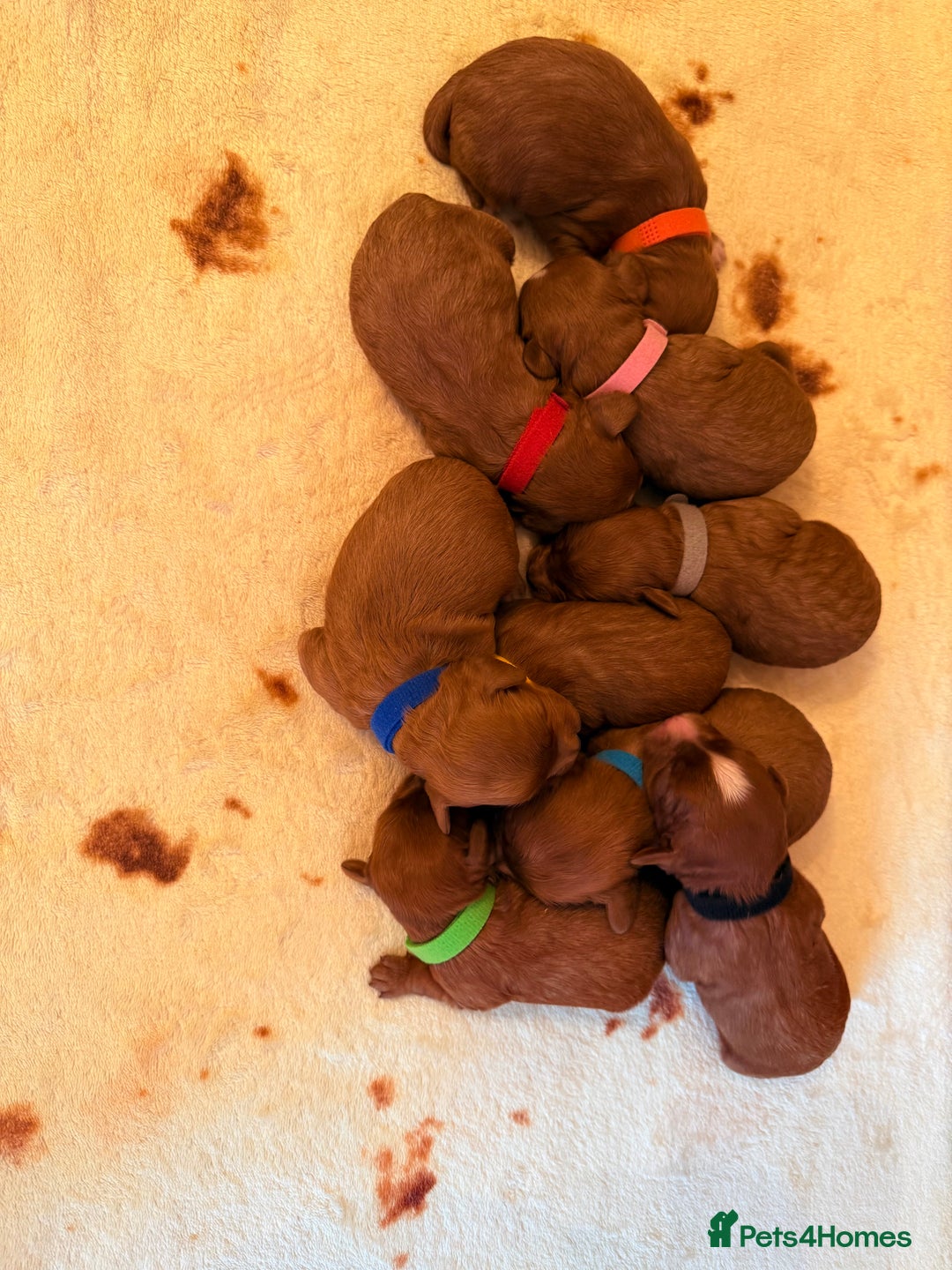 Cavapoo dogs for sale: *Stunning Ruby Red F1 Cavapoo Puppies For Sale* - Advert 16