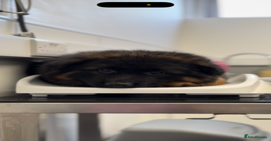 German Shepherd dogs - Advert 8