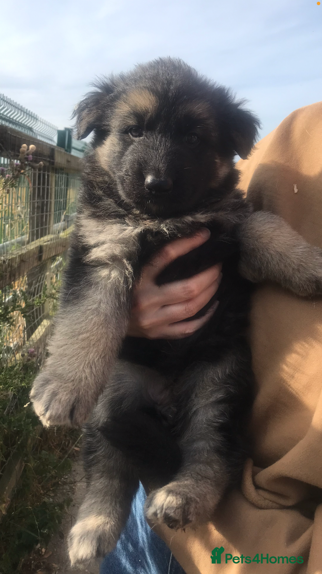 German Shepherd dogs for sale: Wow.Beautiful Homebred German Shepherd Puppies - Image 18