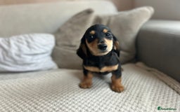 Miniature Dachshund dogs for sale: 1 boy 1 girl long haired ** - Image 13