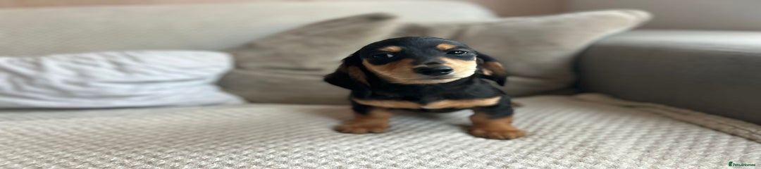 Miniature Dachshund Puppy 6