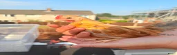Chickens poultry for sale: 2 Serama chickens - Advert 6
