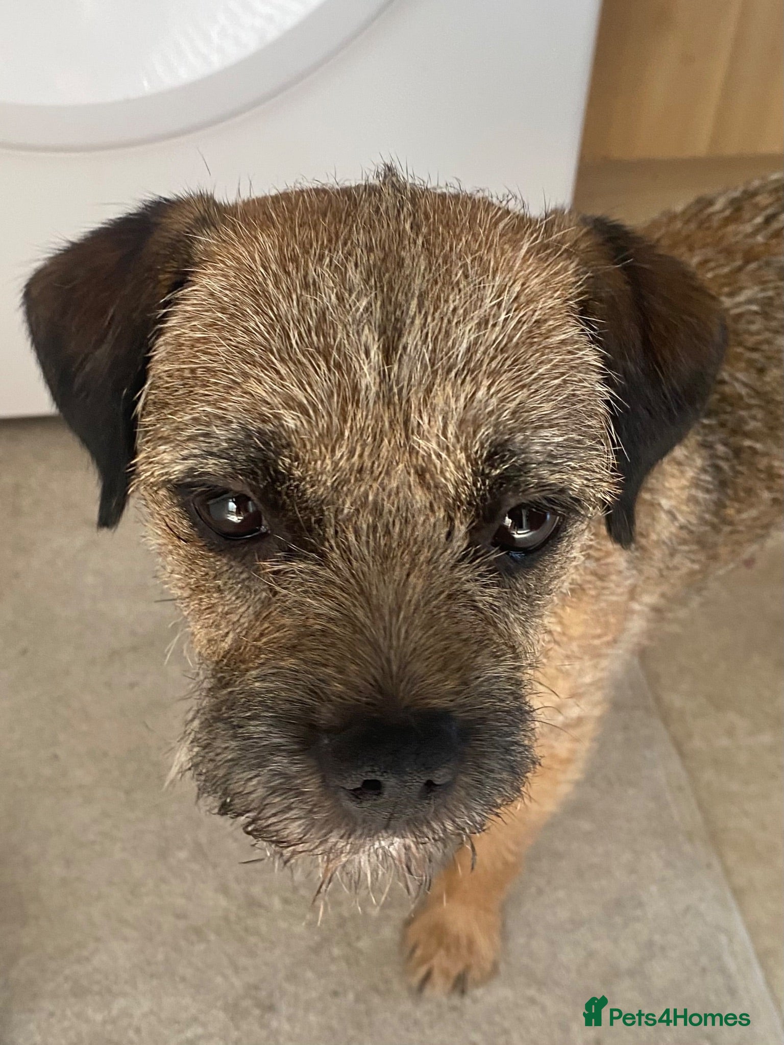 Border Terrier dogs Border Terrier Puppies  - Advert 1