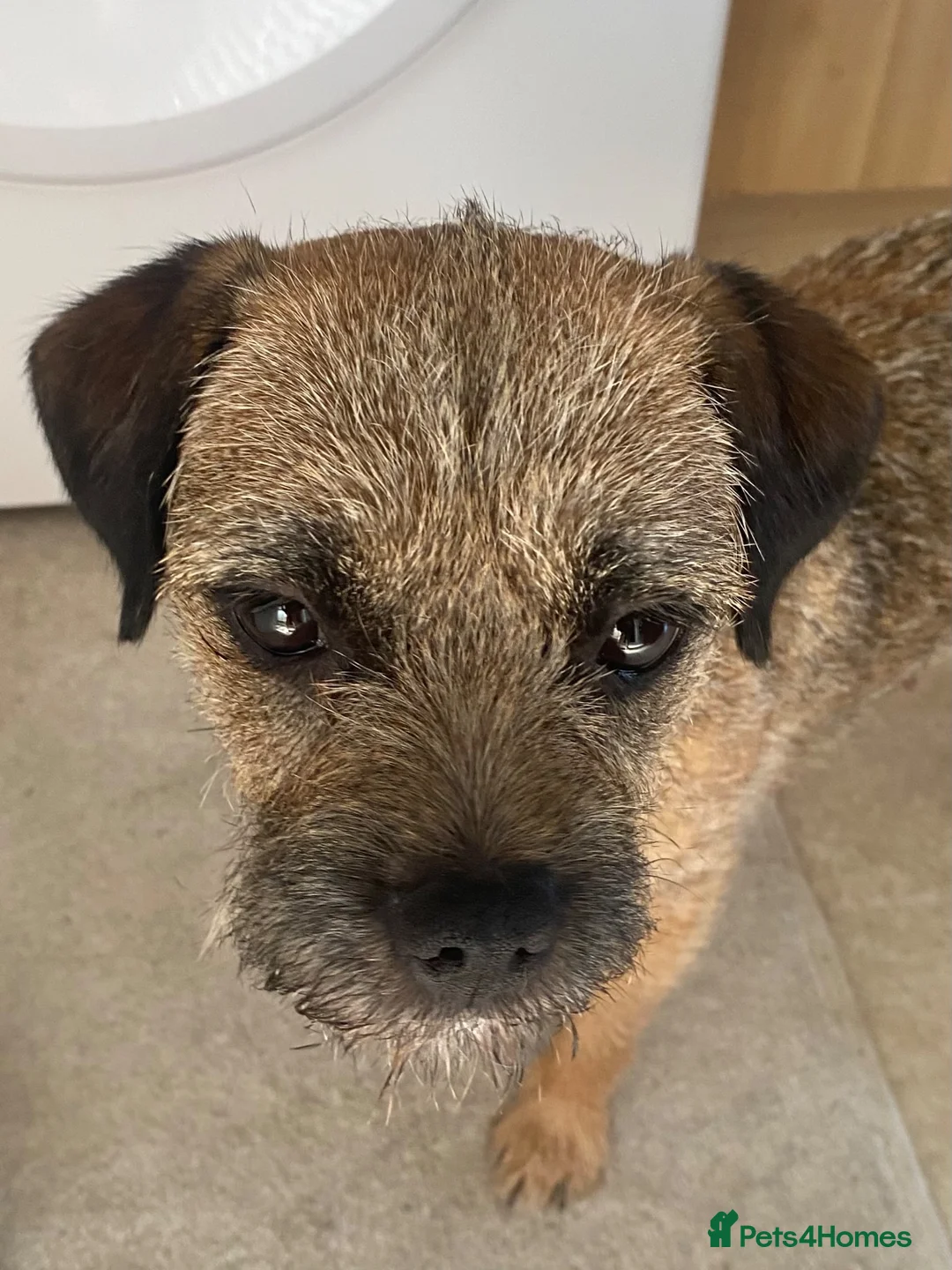 Border Terrier dogs for sale: Border Terrier Puppies  - Advert 1