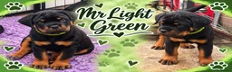Rottweiler dogs for sale: ⭐️ Outstanding Rottweiler Puppies ⭐️ - Advert 3