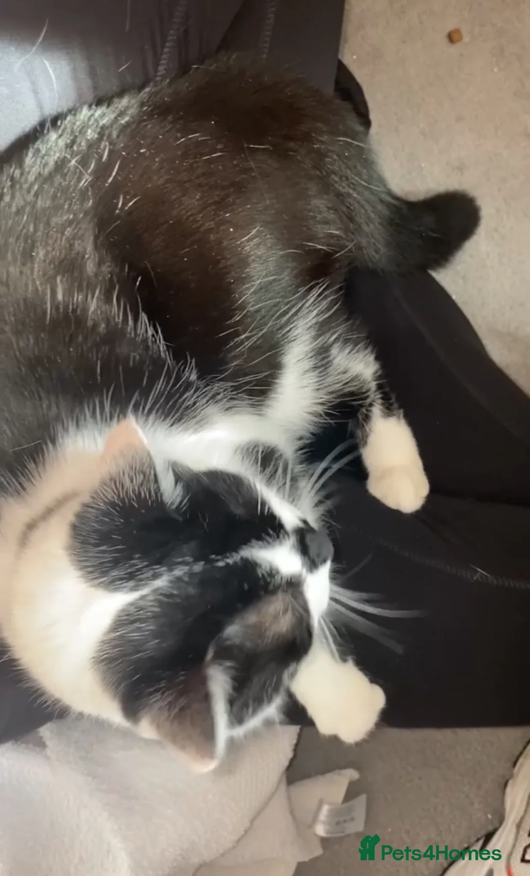 Mixed Breed cats for sale: REDUCED!! £100!! LAST KITTENS!! READY TO LEAVE  - Advert 2