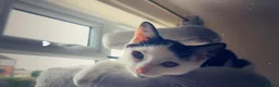 Mixed Breed cats for sale: 3 Rescue kittens with FULL MOT! 🖤🤍🖤 - Advert 10