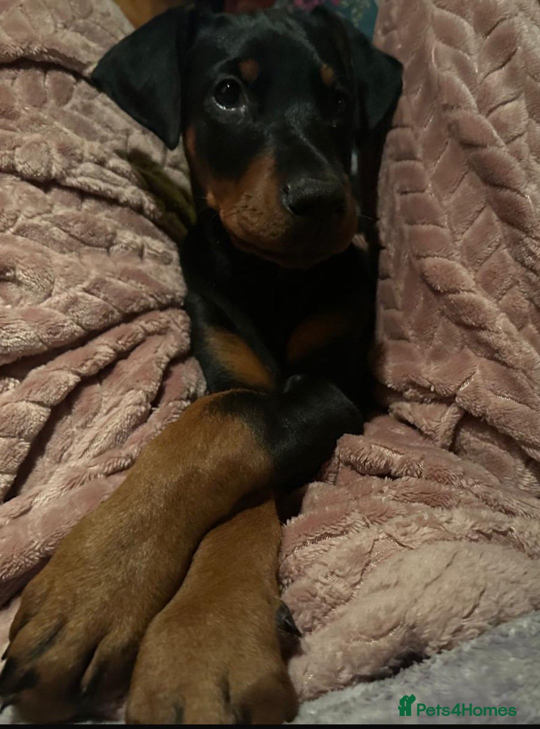 Dobermann dogs for sale: Champion European Doberman Puppies Kc-reg  - Advert 20
