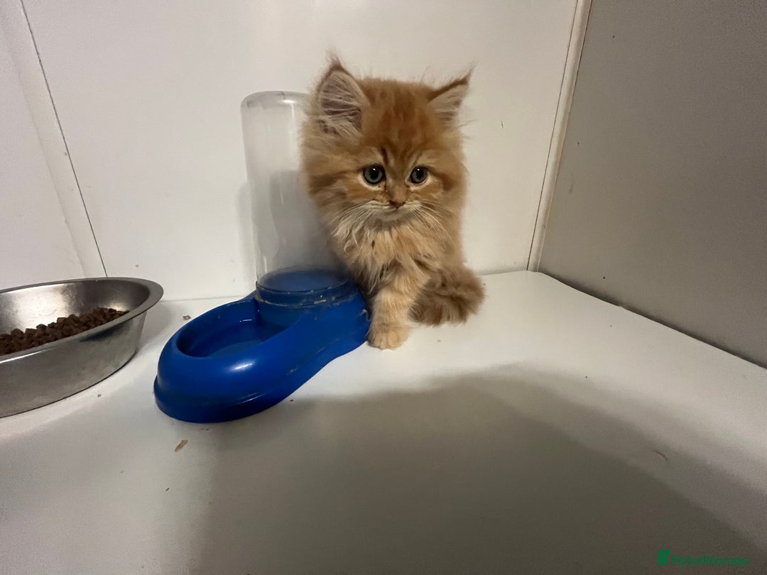 Persian cats for sale: Golden Chinchilla Persians Kittens  - Image 4
