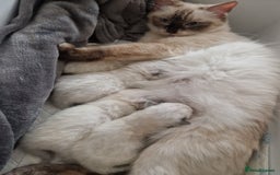 Ragdoll cats for sale: 5 beautiful ragdoll kittens - Image 1