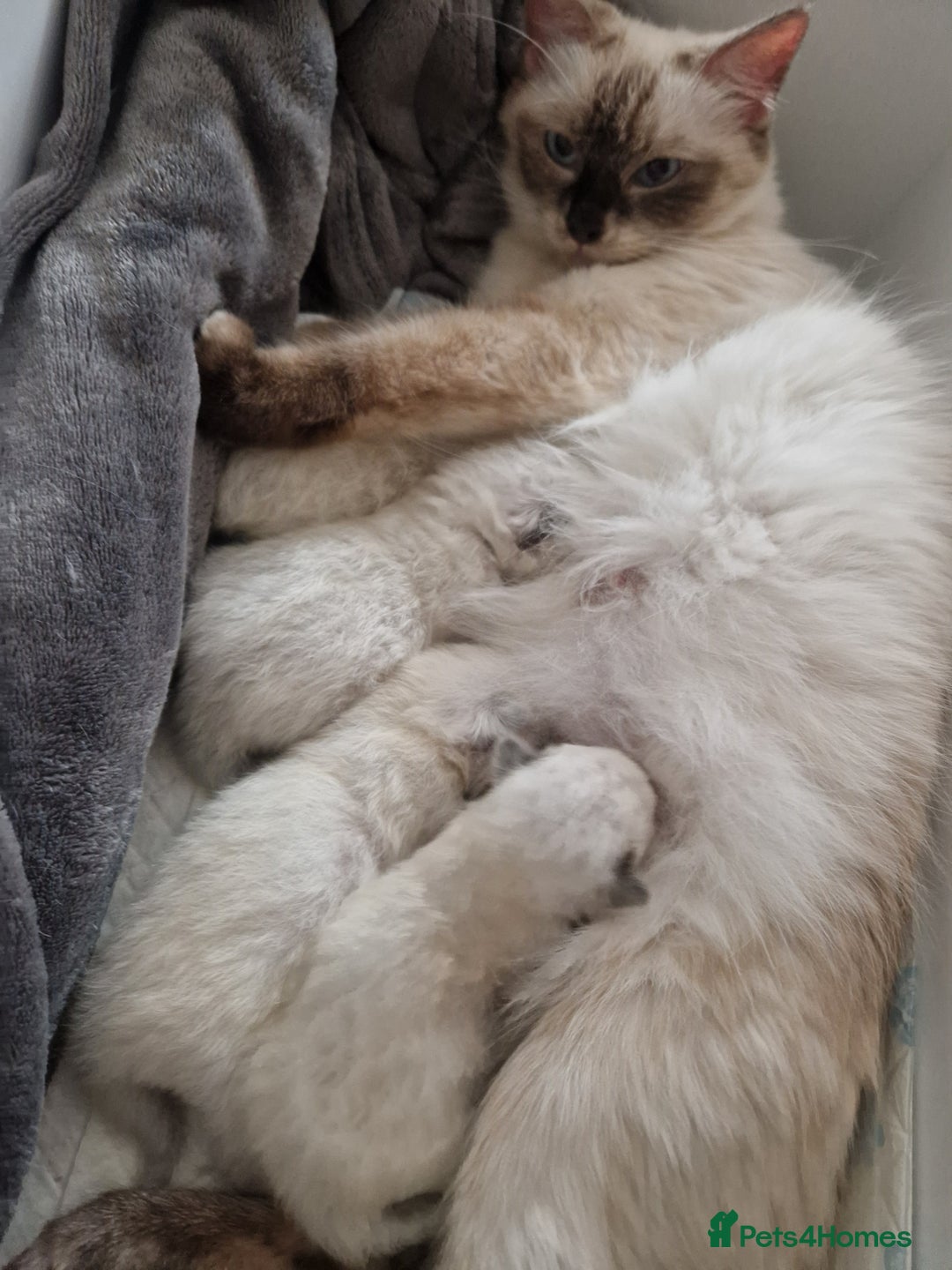 Ragdoll cats for sale: 5 beautiful ragdoll kittens - Image 1