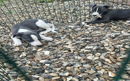 Whippet dogs for sale: 3 quarter whippet quarter collie pups - Image 8
