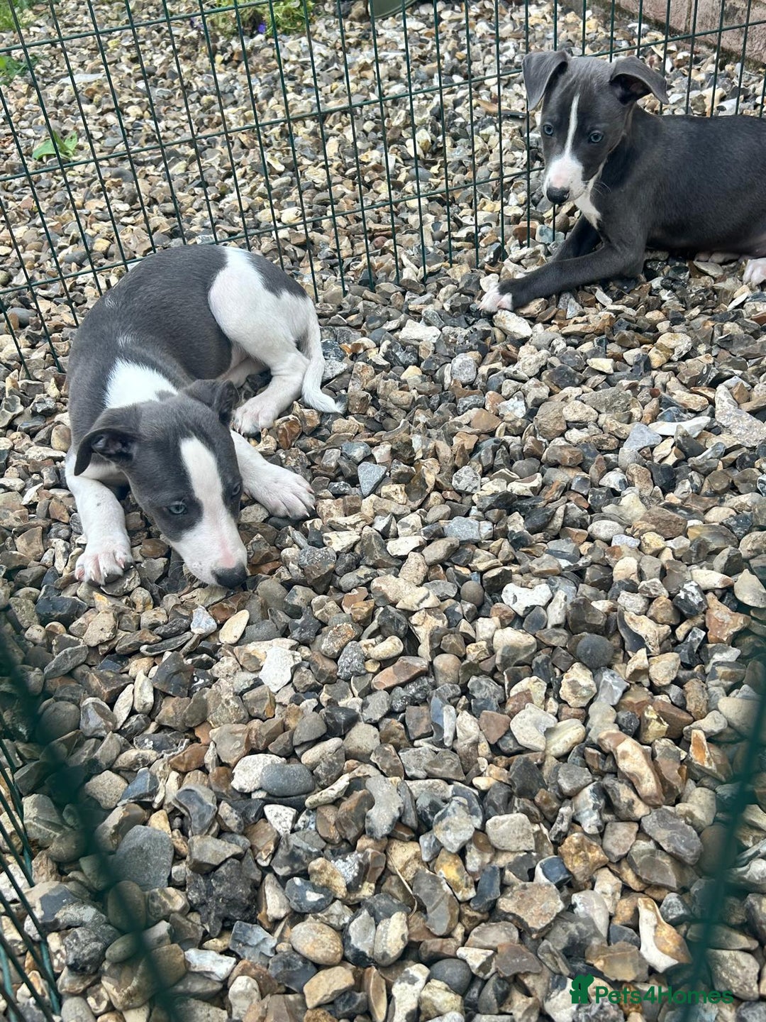 Whippet dogs for sale: 3 quarter whippet quarter collie pups - Image 8
