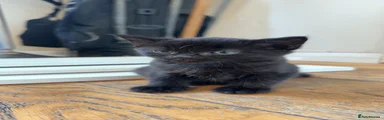 Domestic Shorthair 1