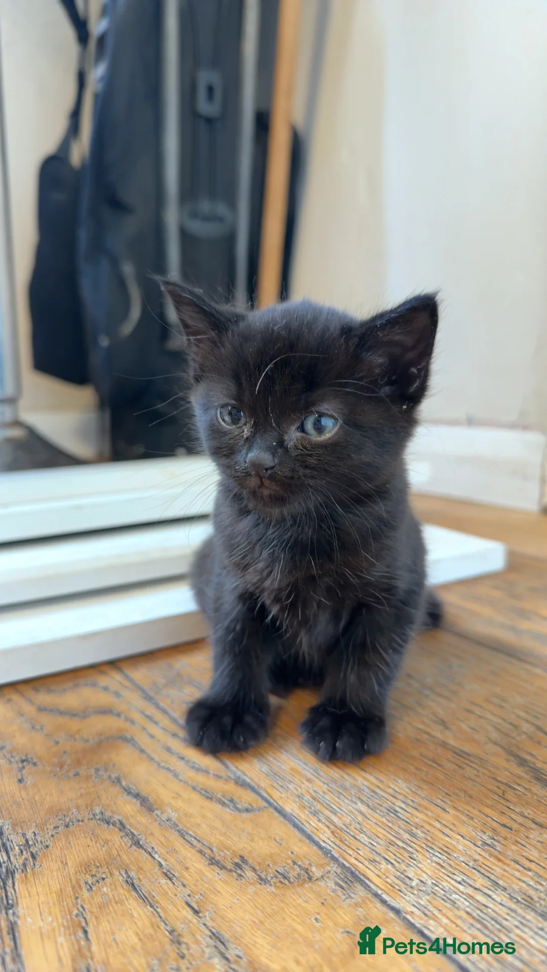 Domestic Shorthair cats for sale: 3 beautiful kittens  - Advert 4