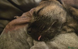 Border Terrier dogs for sale: KC Reg baby border 12 weeks FULLY Vaccinated - Image 3