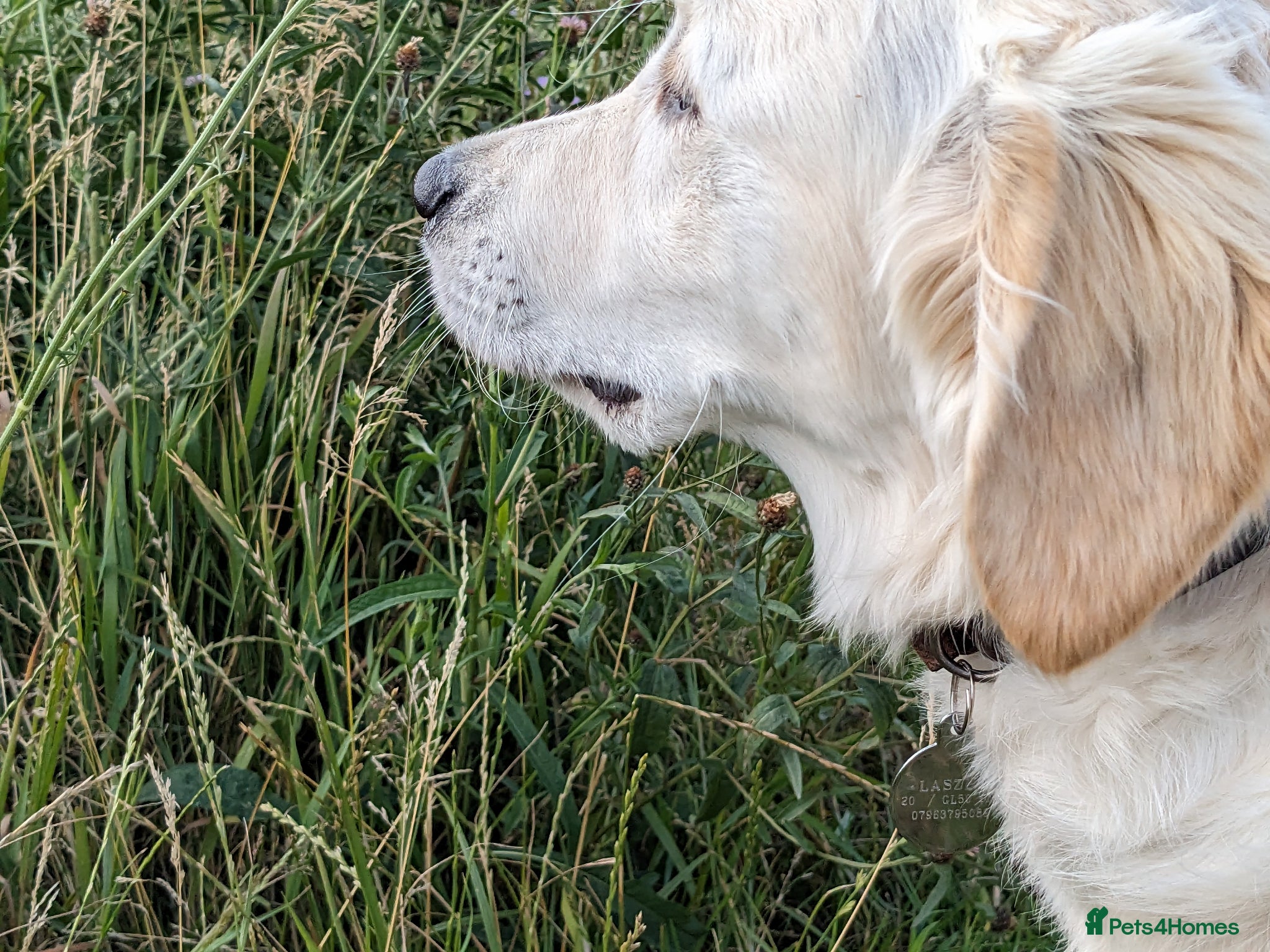 Golden Retriever dogs Wonderful litter KC reg golden retriever furballs - Advert 1