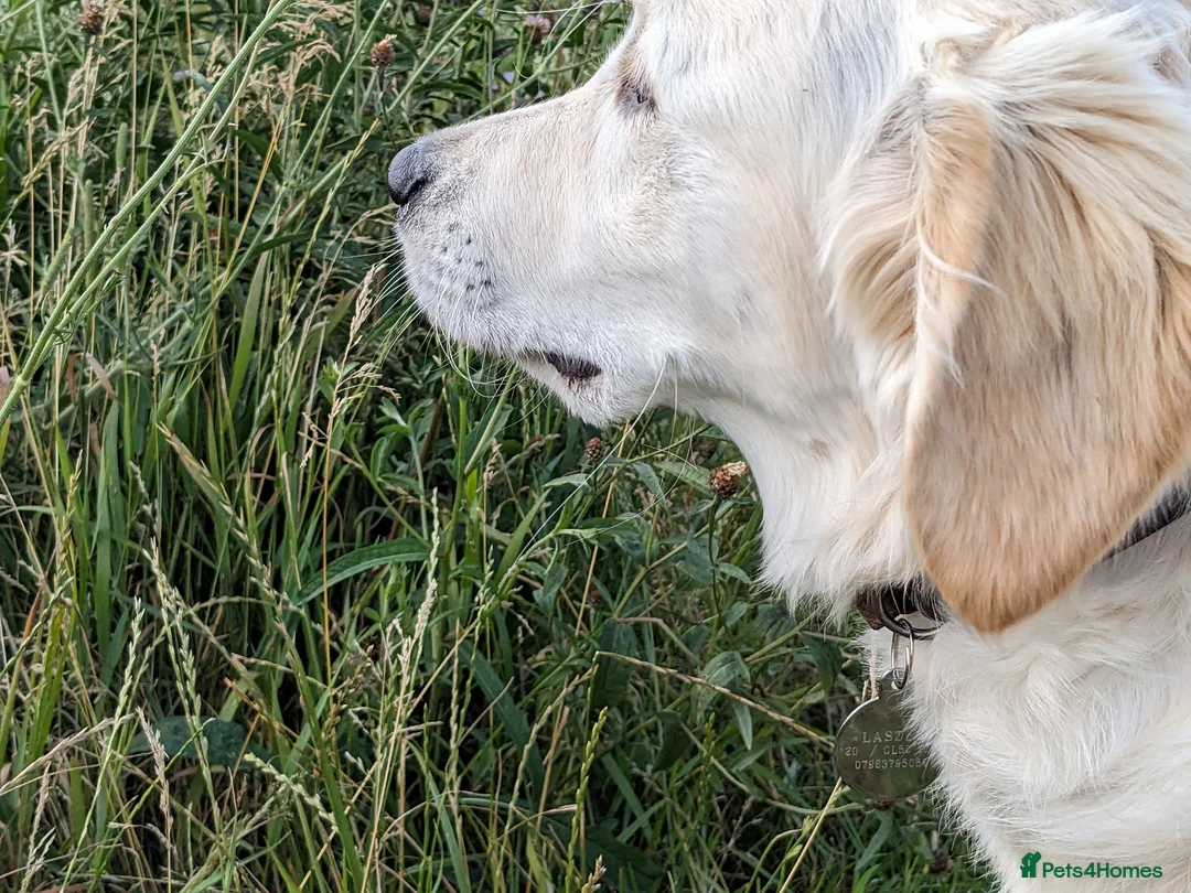 Golden Retriever dogs for sale: Wonderful litter KC reg golden retriever furballs - Advert 1