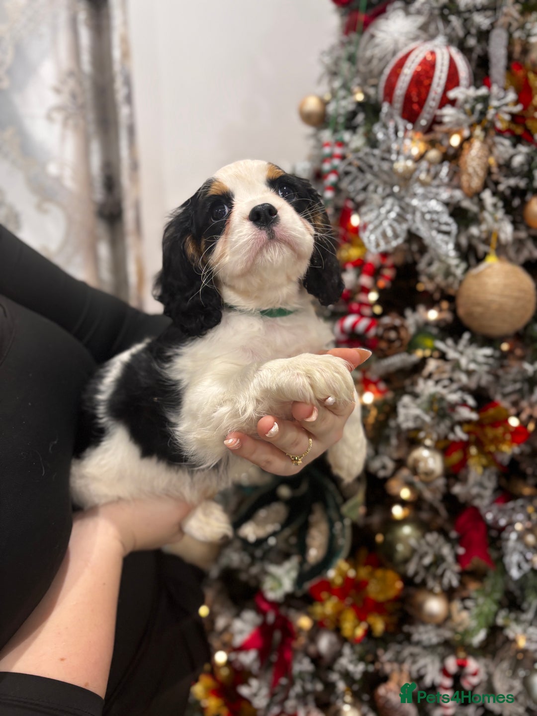 Cavalier King Charles Spaniel dogs for sale: Cavalier puppies  - Advert 3