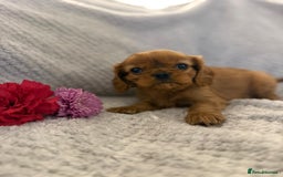 Cavalier King Charles Spaniel dogs for sale: KC REG, HEART, EYE AND DNA TESTED PARENTS - Image 26