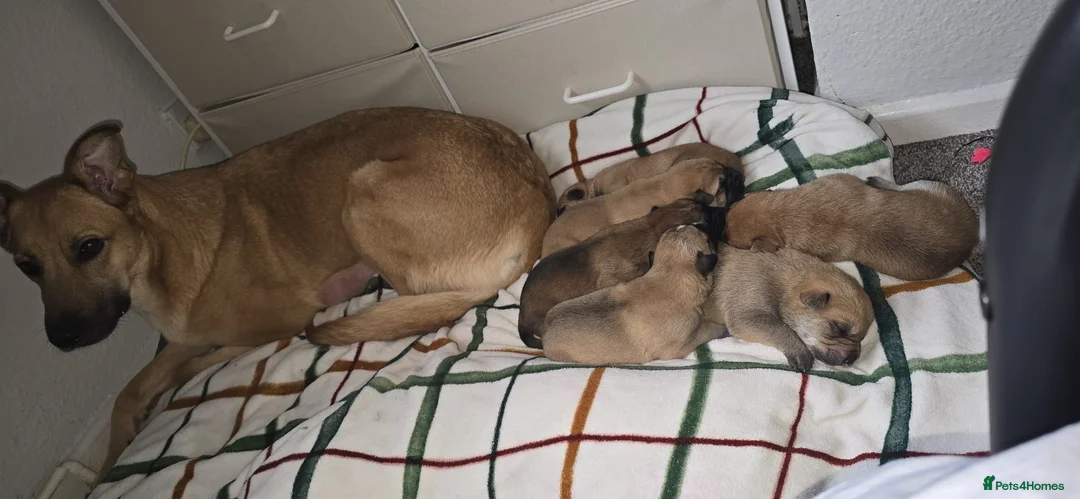 Mixed Breed dogs for sale: Belgin Shepard cross shar pei - Advert 7