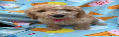 Cockapoo 2