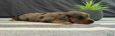 Miniature Dachshund 2