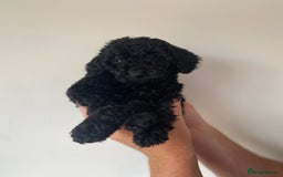 Cockapoo dogs for sale: Beautiful litter of cockapoos - Image 6