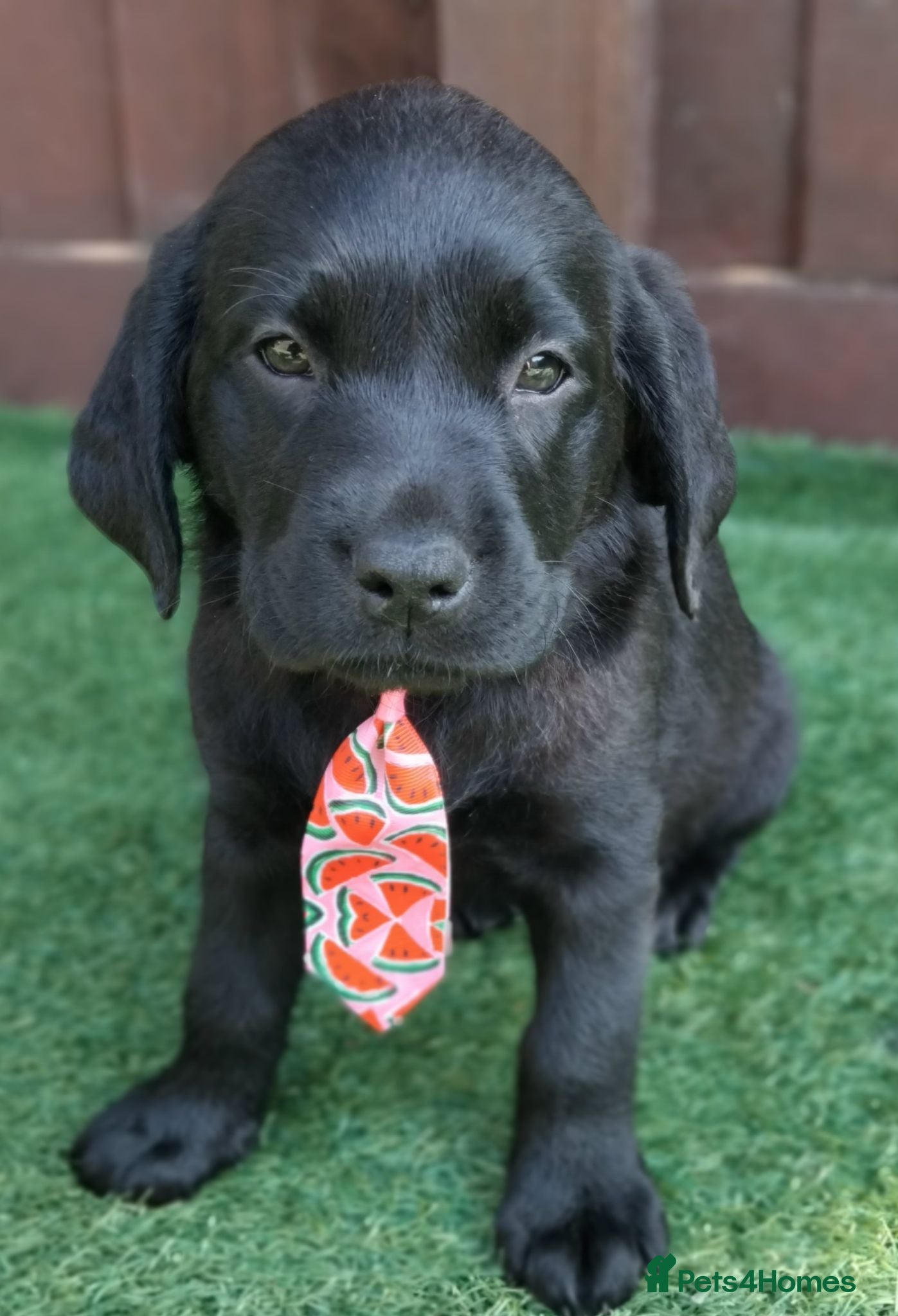 Labrador Retriever dogs  KC Black Labradors – 4 Boys & 3 Girls Available🐶 - Advert 6