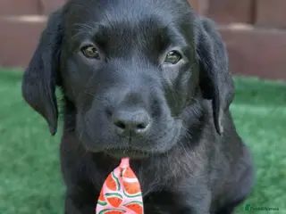 Labrador Retriever dogs KC Black Labradors – 4 Boys & 3 Girls Available🐶 - Advert 6