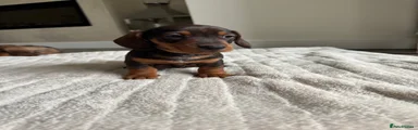 Miniature Dachshund 1