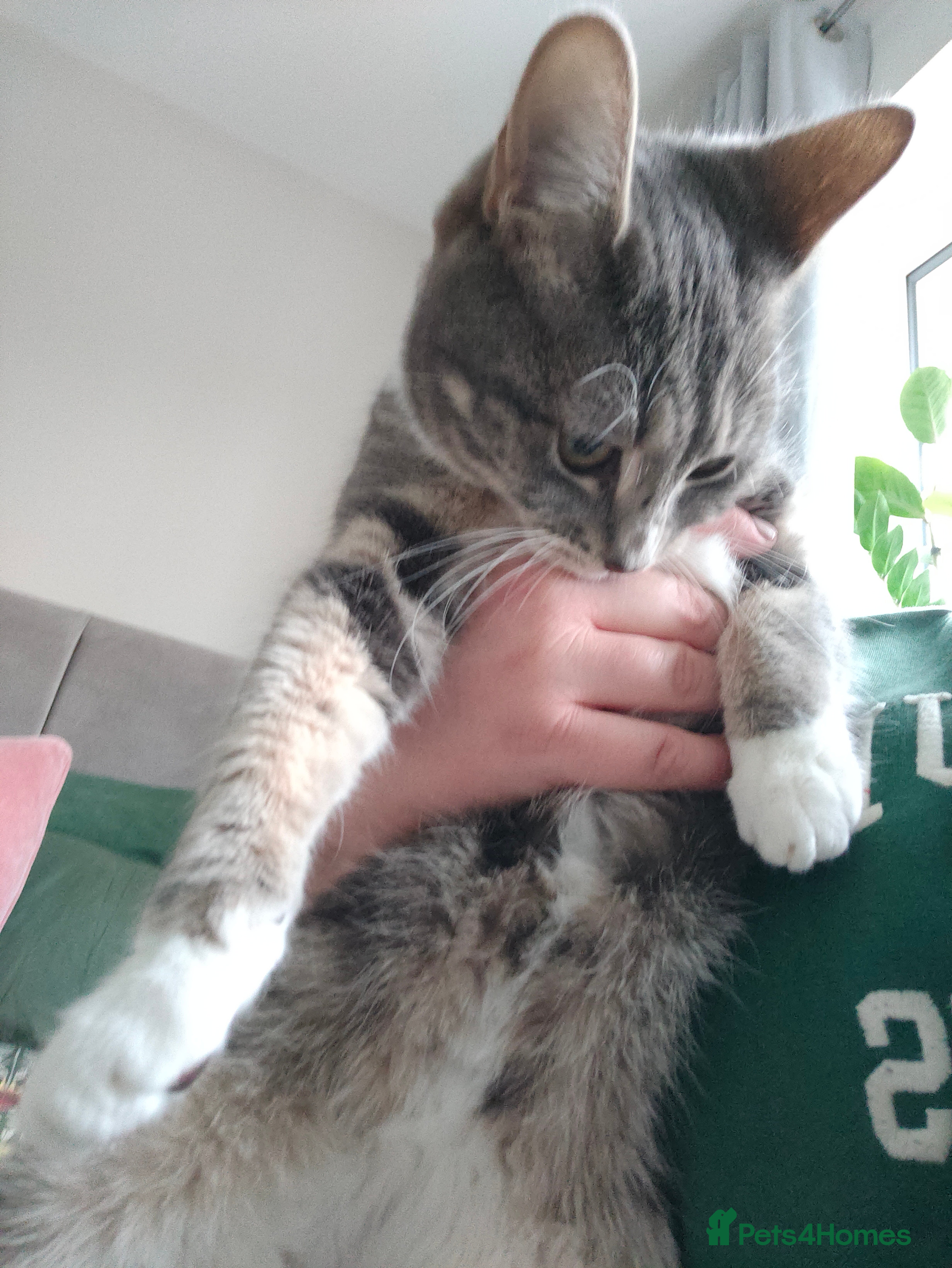 Mixed Breed cats Female Grey Tabby Kitten (10 months old) - Advert 1
