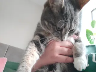 Mixed Breed cats Female Grey Tabby Kitten (10 months old) - Advert 1