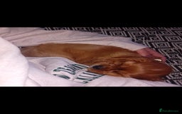 Cavalier King Charles Spaniel dogs for sale: Ruby boy 9 weeks old looking for forever home  - Advert 4