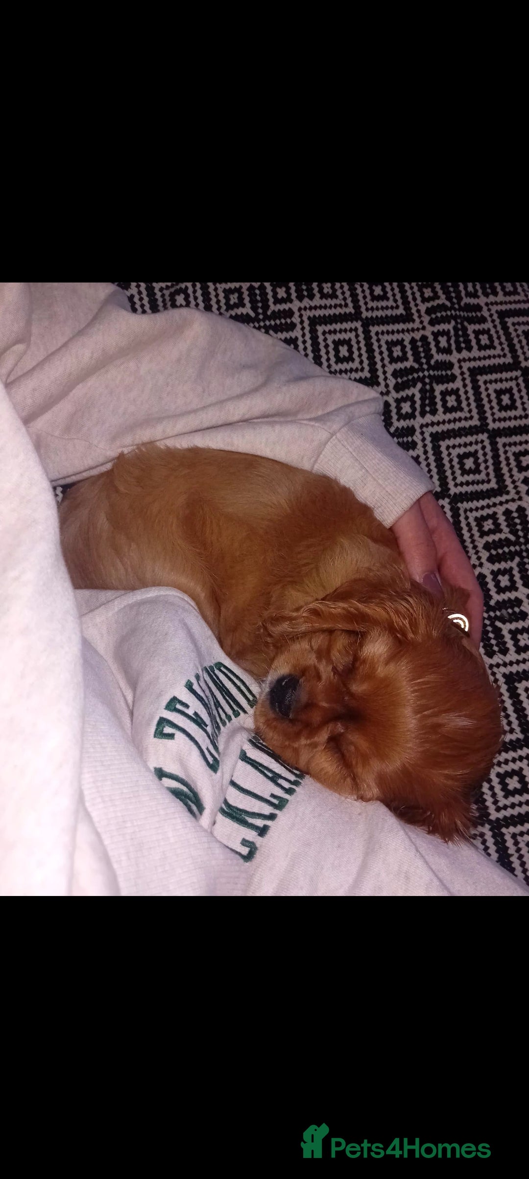 Cavalier King Charles Spaniel dogs for sale: Ruby boy 9 weeks old looking for forever home  - Advert 4