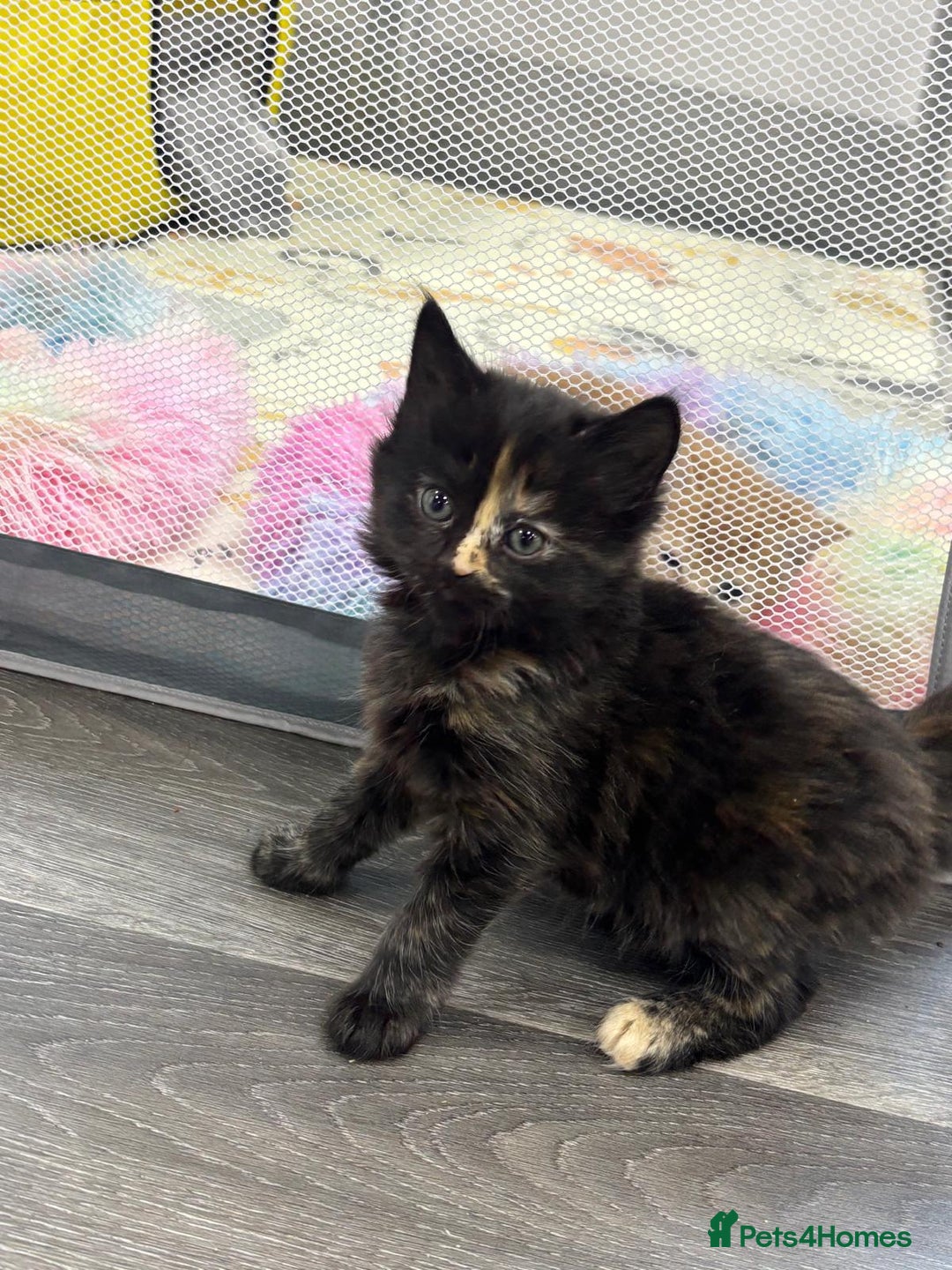 Mixed Breed cats for sale: Female Long Haired Kitten  **  - Advert 2