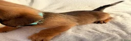 Mixed Breed dogs for sale:  Dameranian puppies for sale  - Advert 4