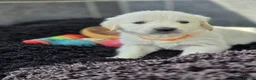 Golden Retriever dogs for sale: Beautiful golden retriever pups  - Advert 12