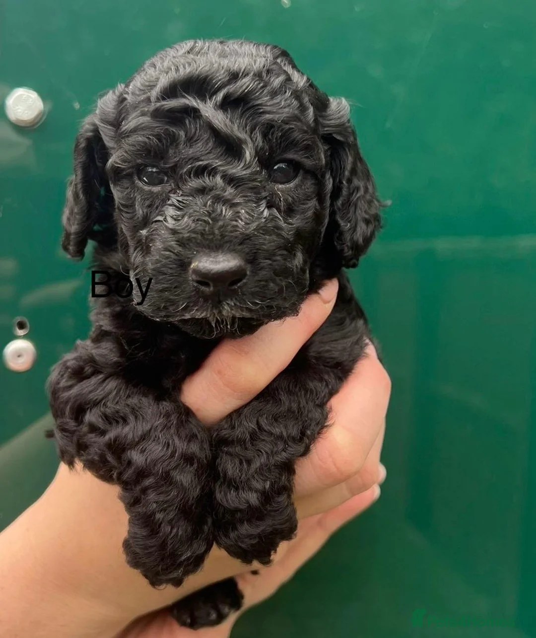 Miniature Poodle dogs for stud: Stunning Red Poodle for Stud in Motherwell - Advert 36