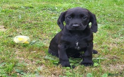 Springador dogs for sale: Gorgeous Springador Puppies - Image 7