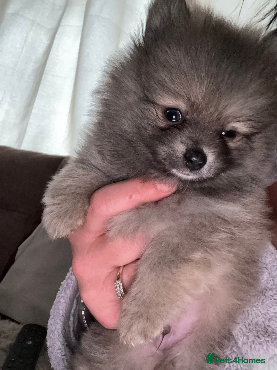 Pomeranian dogs for sale: STUNNING mini Pomeranians  - Image 7