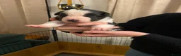 Border Collie dogs for sale: 🐾 Border Collie Puppies for Sale 🐾   in Hook - Advert 6