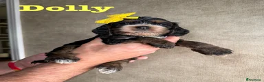 Cockapoo 4