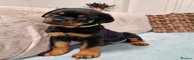 Rottweiler Puppy 5