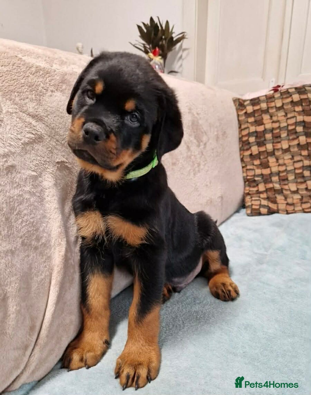 Rottweiler dogs for sale: 🐕 beautiful Rottweiler puppies 🐶  - Advert 4