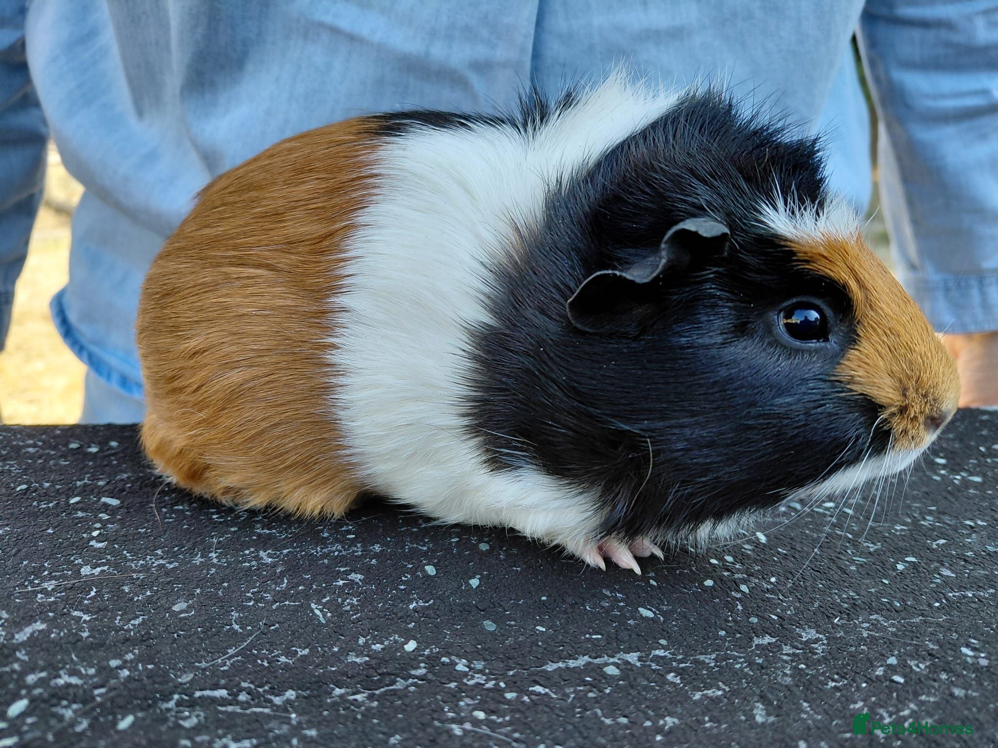 Guinea Pig rodents Pretty female guinea pigs for sale  - Advert 1