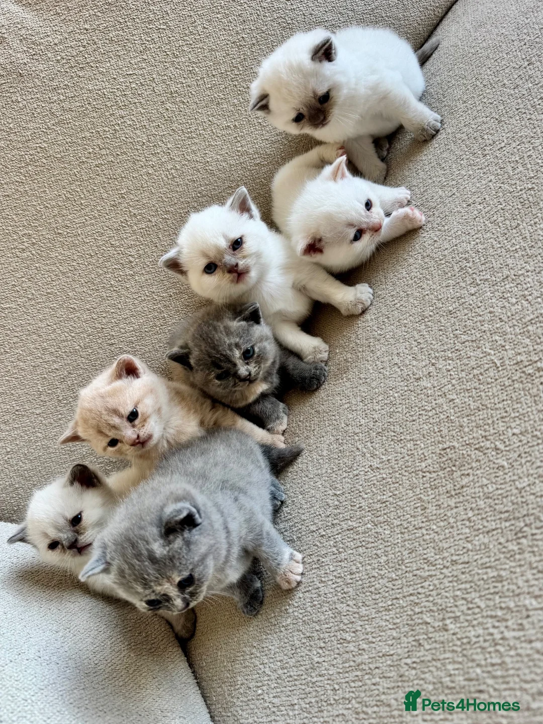 British Shorthair cats for sale: FULL PEDIGREE BSH KITTENS IN THE COTSWOLDS - Advert 1