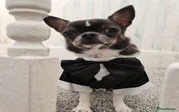 Chihuahua dogs for sale: Blue and white ** chihuahua  - Image 1