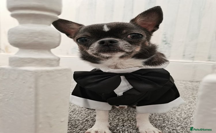 Chihuahua dogs - Advert 1